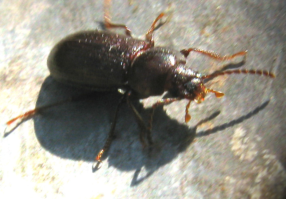 coleotterino: Tenebrionidae